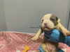 Photo №1. american bully - à vendre en ville de Панчево | 2600€ | Annonce №127725