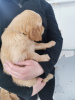 Photo №3. KC a enregistré Golden Retriever 2 filles. Allemagne