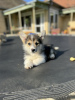 Photo №2 de l'annonce № 126742 de la vente welsh corgi - acheter à Serbie éleveur