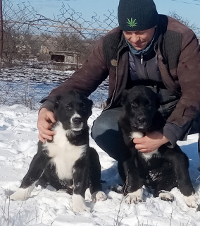 Photo №2 de l'annonce № 5311 de la vente chien bâtard - acheter à Ukraine annonce privée