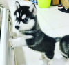 Photo №1. husky de sibérie - à vendre en ville de Pieksämäki | 340€ | Annonce №120635