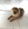 Photo №4. Je vais vendre spitz nain en ville de Minsk. annonce privée - prix - 600€