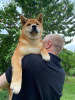 Photos supplémentaires: Chiots Shiba Inu