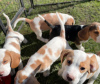 Photo №1. beagle - à vendre en ville de Paris | négocié | Annonce №120012