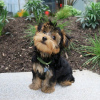 Photo №1. yorkshire terrier - à vendre en ville de Reykjavík | négocié | Annonce №77721