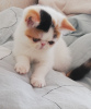 Photo №1. exotic shorthair - à vendre en ville de Minsk | 1500€ | Annonce № 113690