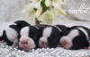 Photos supplémentaires: Chiots Boston Terrier à vendre