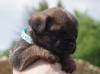Photo №3. Chiots border-terrier. Pologne