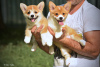 Photos supplémentaires: Chiots Welsh Corgi Pembroke