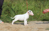 Photo №1. bull terrier - à vendre en ville de Kiev | 165€ | Annonce №7904