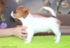 Photo №3. Jack Russell Terrier, chien, Zakira FCI. Pologne