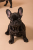 Photo №1. bouledogue - à vendre en ville de Munich | 400€ | Annonce №124651