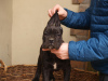 Photos supplémentaires: Chiots cane corso à vendre