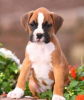 Photo №1. boxer - à vendre en ville de Prague | Gratuit | Annonce №124132