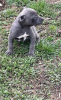 Photo №1. american pit bull terrier - à vendre en ville de Москва | négocié | Annonce №18283