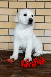 Photo №2 de l'annonce № 3702 de la vente labrador retriever - acheter à Fédération de Russie éleveur