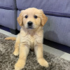 Photo №1. golden retriever - à vendre en ville de Prague | 237€ | Annonce №120272