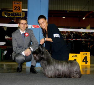 Photos supplémentaires: Adorables chiots Skyterrera