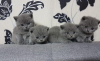 Photo №1. british shorthair - à vendre en ville de Дармштадт | négocié | Annonce № 109466