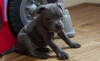 Photo №3. Beaux chiots Staffordshire bull terrier. Irlande