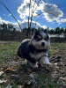 Photos supplémentaires: Pomsky par Poméranie et Husky