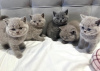 Photo №1. british shorthair - à vendre en ville de Texas City | 360€ | Annonce № 102878