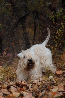Photo №3. Chiots Wheaten Terrier irlandais à poil doux.. Fédération de Russie