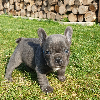 Photo №2 de l'annonce № 70896 de la vente bouledogue - acheter à Allemagne annonce privée, éleveur