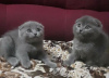 Photos supplémentaires: Superbes chatons Pedigree GCCF Scottish Fold