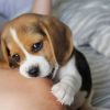 Photo №3. beaux chiots beagle. Allemagne