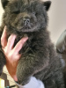 Photo №2 de l'annonce № 127689 de la vente chow-chow - acheter à Portugal annonce privée