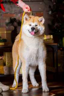 Photo №1. akita (chien) - à vendre en ville de Chelyabinsk | 1136€ | Annonce №3909