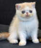 Photo №2 de l'annonce № 113691 de la vente exotic shorthair - acheter à Biélorussie de la fourrière