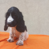 Photos supplémentaires: Chiots Cocker Anglais