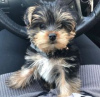 Photo №1. yorkshire terrier - à vendre en ville de Helsinki | négocié | Annonce №108677