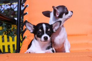 Photo №3. Chihuahua. Fédération de Russie