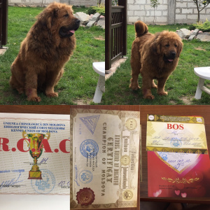 Photo №4. Je vais vendre dogue du tibet en ville de Drohobych. annonce privée - prix - 1000€