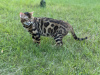 Photos supplémentaires: Magnifique chat Bengal - GrandInterChampion de la race