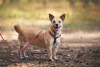 Photos supplémentaires: Le petit chien Suri est entre de bonnes mains.