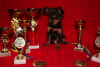 Photo №1. petit chien russe - à vendre en ville de Nikolaev | 592€ | Annonce №7625