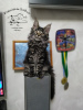 Photo №1. maine coon - à vendre en ville de Kamenskoe | 672€ | Annonce № 10871