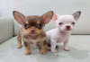 Photo №1. chihuahua - à vendre en ville de Munich | négocié | Annonce №32046