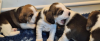 Photo №3. ** SUPERBE CHIOTS BEAGLE (ENREGISTRÉS KC) **. USA