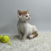 Photo №2 de l'annonce № 50787 de la vente devon rex - acheter à USA annonce privée