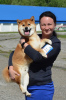 Photos supplémentaires: Chiot Shiba Inu de l'élevage KUMIKO YOSHI