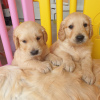 Photo №3. Magnifique golden retriever en adoption gratuite. Allemagne