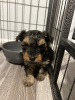 Photo №2 de l'annonce № 123458 de la vente yorkshire terrier - acheter à La finlande annonce privée, éleveur