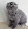 Photo №1. scottish fold - à vendre en ville de Prague | négocié | Annonce № 74545