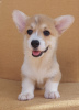 Photo №2 de l'annonce № 114855 de la vente welsh corgi - acheter à Serbie éleveur