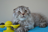 Photo №1. scottish fold - à vendre en ville de Varsovie | 404€ | Annonce № 24365